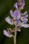 Sampson's snakeroot